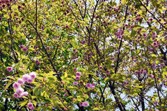 高松稚児桜