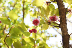 高松稚児桜