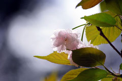 大山菊桜