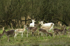 New Forest