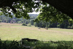 New Forest