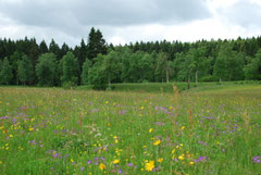 Irndorfer Hardt