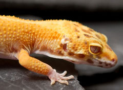 Tangerine Bell Albino