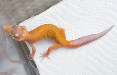 Super Tangerine Albino APTOR