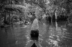 canoeing through the backwaters,Kainakeri village, Kerala, 2013