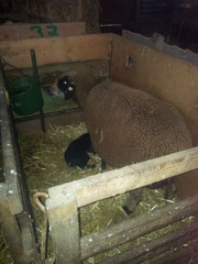 Unterbringung in der Schaf-/Lammbucht für bessere Kontrolle und Mutter-Lamm-Bindung