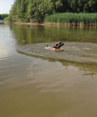 Er ist eine totale Wasser Ratte :) Und schwimmen kann er auch. 
