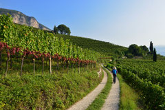 Wandern
