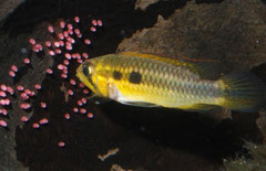 Apistogramma gephyra W Gelegepflegend, Brutpflegefärbung