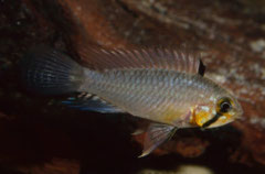 Apistogramma resticulosa M