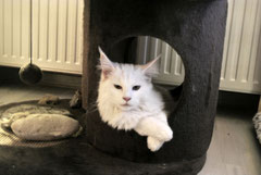 Snowie beim Chillen
