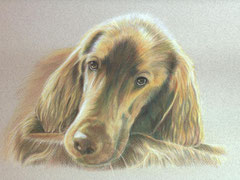 Irischer Setter,Tierzeichnung,Farbstift
