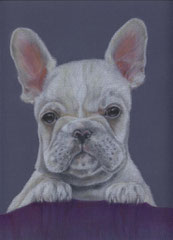 Französische Bulldogge,Tierzeichnung,Farbstift