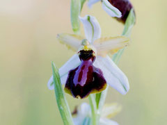 Ophrys arachnitiformis - Ophrys en forme d'araignée