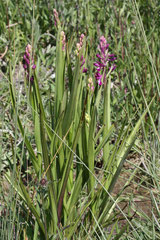 Pied Anacamptis laxiflora - orchis à fleurs lâches