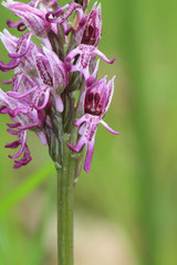 Orchis  - Orchis singe