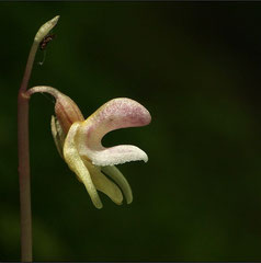Epipogium aphyllum - Epipogon sans feuilles