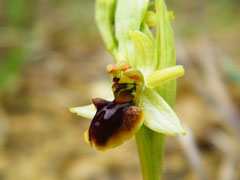 Ophrys araneola à 3 gynostèmes