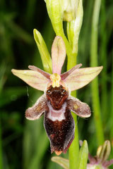 hybride O. insectifera x O. scolopax