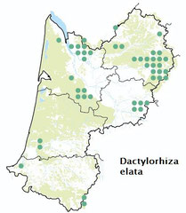 carte distribution Dactylorhiza elata - orchis élevé