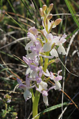 Orchis provincialis - Orchis de provence