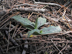 rosette de neotinea maculata