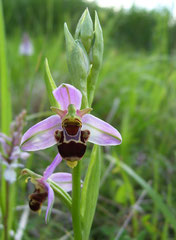 Hybride Ophrys scolopax x Ophrys apifera