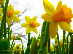 Frohe Ostern / Happy Easter! - Photo (c) Ank 2014