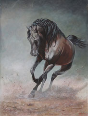 Cavallo arabo acrilico su tela 60x80