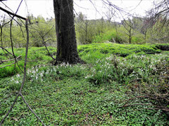 Milchstern-Bestand bei Siersdorf (Foto: Wolfgang Voigt)