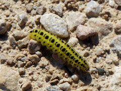 Raupe vom Sechsfleck-Widderchen (Foto: Heinz Weishaupt)