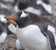 Eselpinguin / Gentoo Penguin