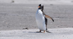 Eselpinguin / Gentoo Penguin