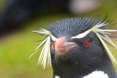 Felsenpinguin / Rockhopper Penguin