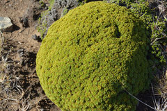 Balsam bog (Azorella glebaria)