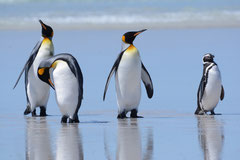 Königspinguine / King Penguins