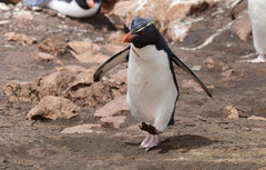 Felsenpinguin / Rockhopper Penguin