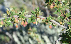 Calafate, Buchsblättrige Berberitze (Berberis microphylla)