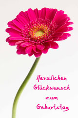 Bildnr. 156 / Geburtstag Gerbera