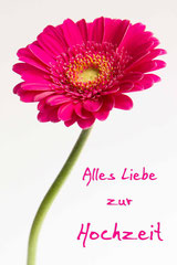 Bildnr. 151 / Hochzeit Gerbera