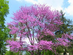 Arbre de Judée