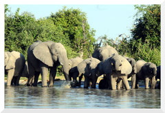 ©- Bruno Deveze - Trek Botswana