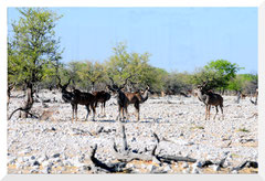 Bruno Deveze Namibie ©