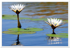©- Water Lili - Okavango delta - Bruno Deveze - Trek Botswana
