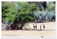 ©- Bruno Deveze - Kudu - Trek Botswana