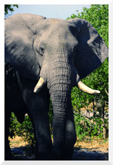 Bruno Deveze Botswana trek ©