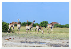 ©- Girafes Okavango - Bruno Deveze - Trek Botswana