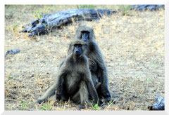 ©- Babouins -  Bruno Deveze - Trek Botswana