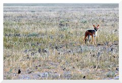 ©- Bruno Deveze - Trek Botswana