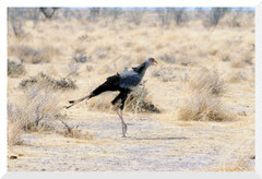 Bruno Deveze Botswana trek ©